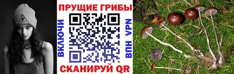 Псилоцибиновые грибы MAGIC MUSHROOMS  Дедовск 